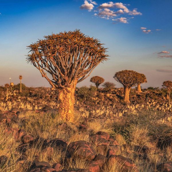 Gartensafari Südafrika