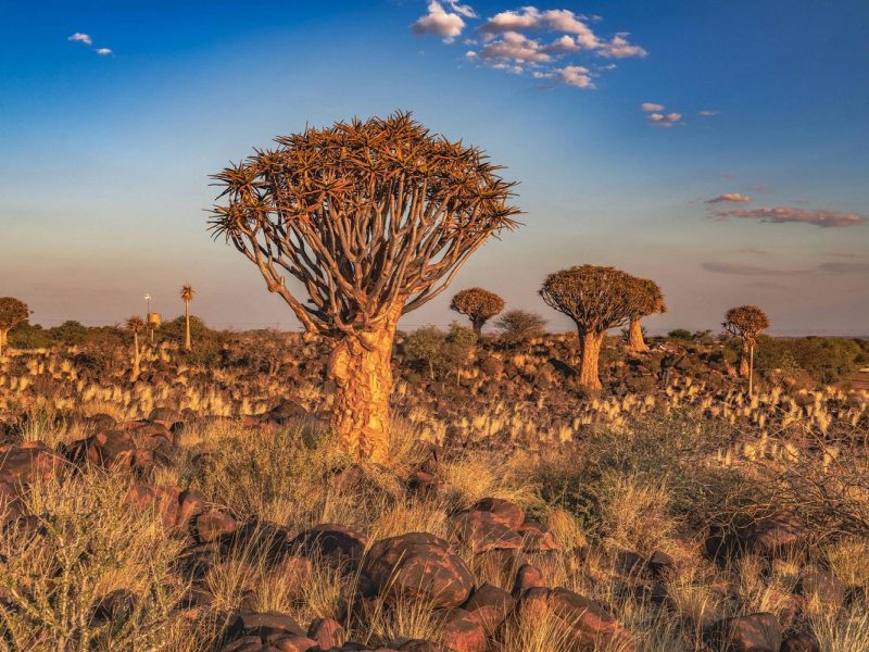 Gartensafari Südafrika