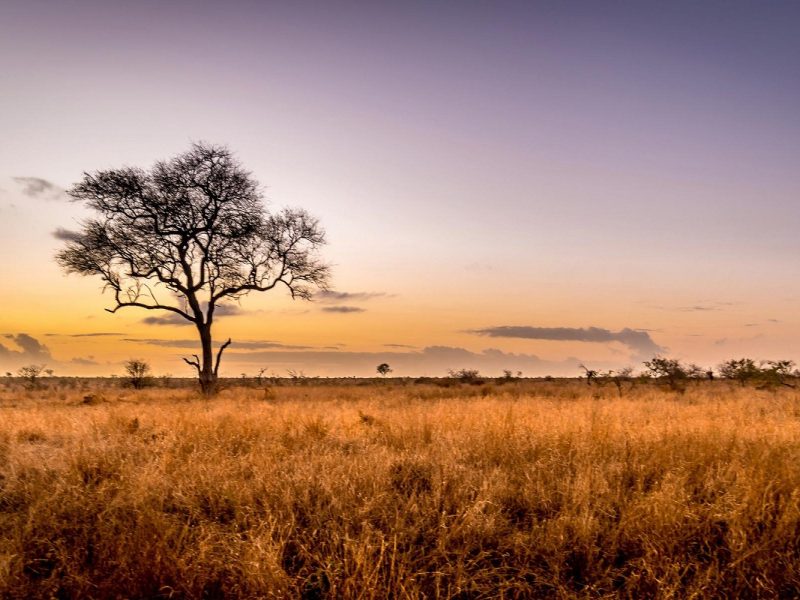 Gartensafari Südafrika