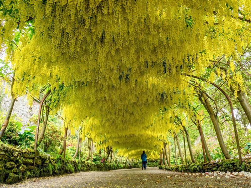 Busreise Gartenträume in Wales: Bodnant Garden