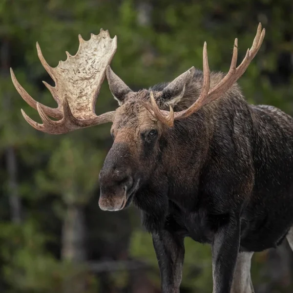 Kanadas wunderbarer Westen - Jasper Nationalpark
