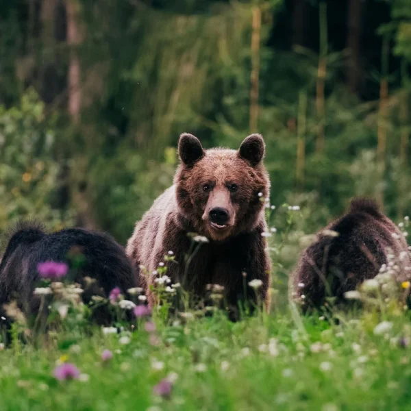 Kanadas wunderbarer Westen - Jasper Nationalpark
