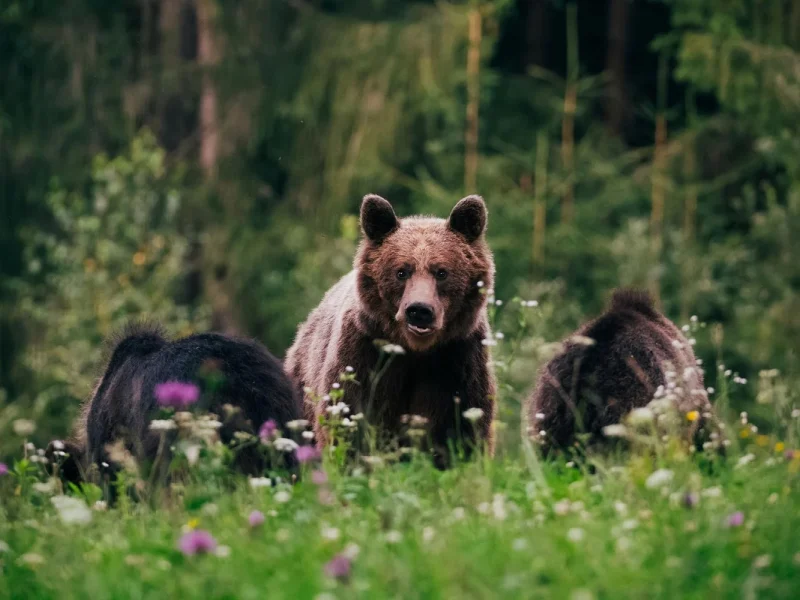 Kanadas wunderbarer Westen - Jasper Nationalpark