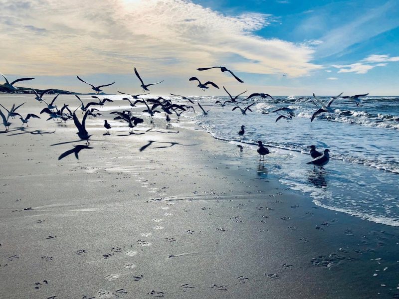 Busreise Mooi Wiehnachten Kinners! Willkommen in Jever: Ostfriesland