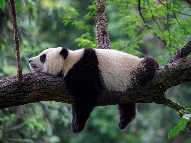 Flugreise China - Das Land des Drachen: Pandas in Chengdu
