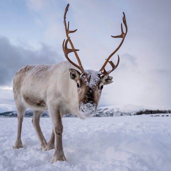 Flugreise Finnisches Winterwunderland: Finndlands Rentiere