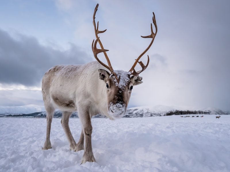 Flugreise Finnisches Winterwunderland: Finndlands Rentiere