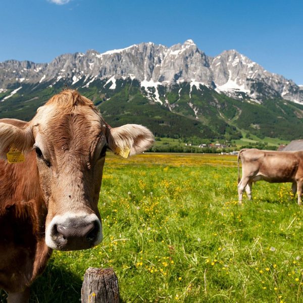 Die Erlebniswelt Steiermark