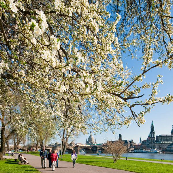 Busreise Weinfeste im Elbtal - Dresden im Frühling © Sylvio Dittrich