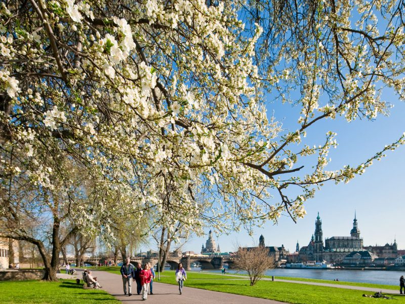 Busreise Weinfeste im Elbtal - Dresden im Frühling © Sylvio Dittrich