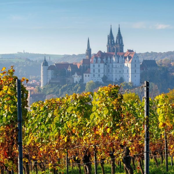 Busreise Weinfeste im Elbtal - Blick auf Meißen von den Weinreben aus
