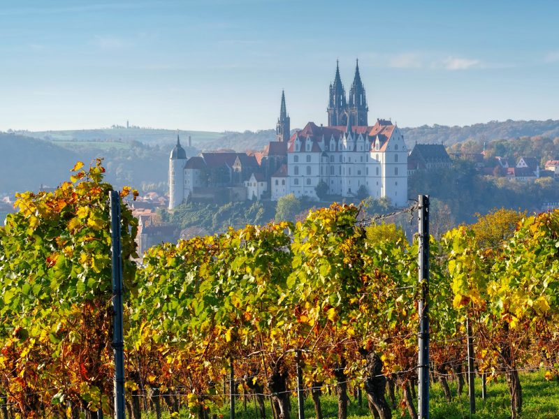 Busreise Weinfeste im Elbtal - Blick auf Meißen von den Weinreben aus