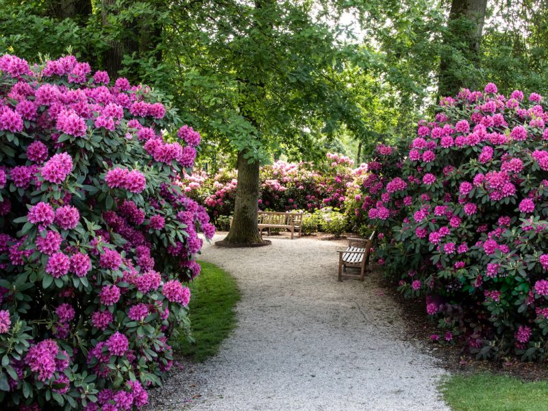 Busreise Rhododendronschau in Ostfriesland
