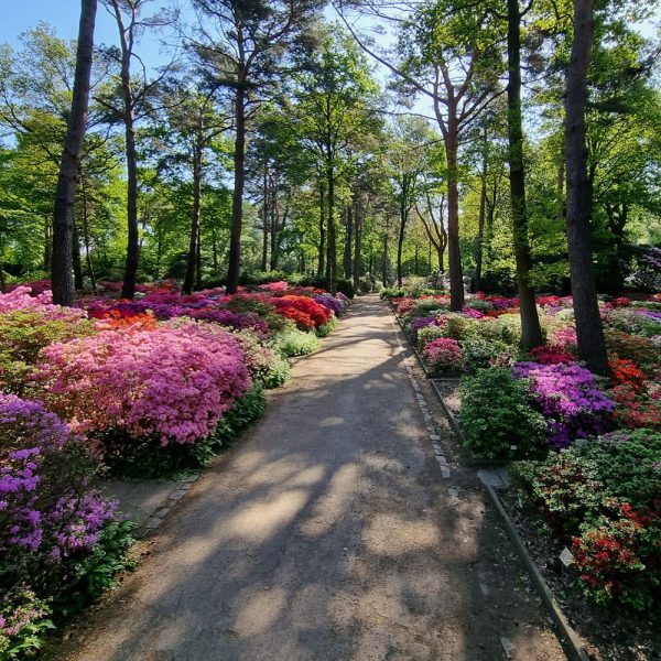 Busreise Rhododendronschau in Ostfriesland: Alter Park © Stiftung Bremer Rhododendronpark