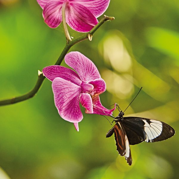 Botanika in Bremen © Marcus Meyer - botanika