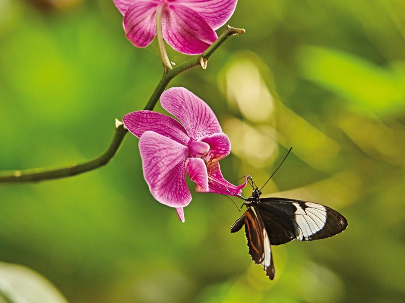 Botanika in Bremen © Marcus Meyer - botanika