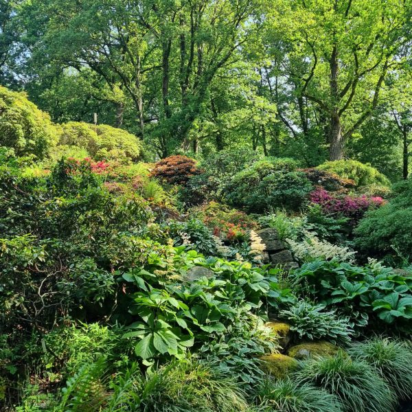 Botanischer Garten Alpinum © Stiftung Bremer Rhododendronpark