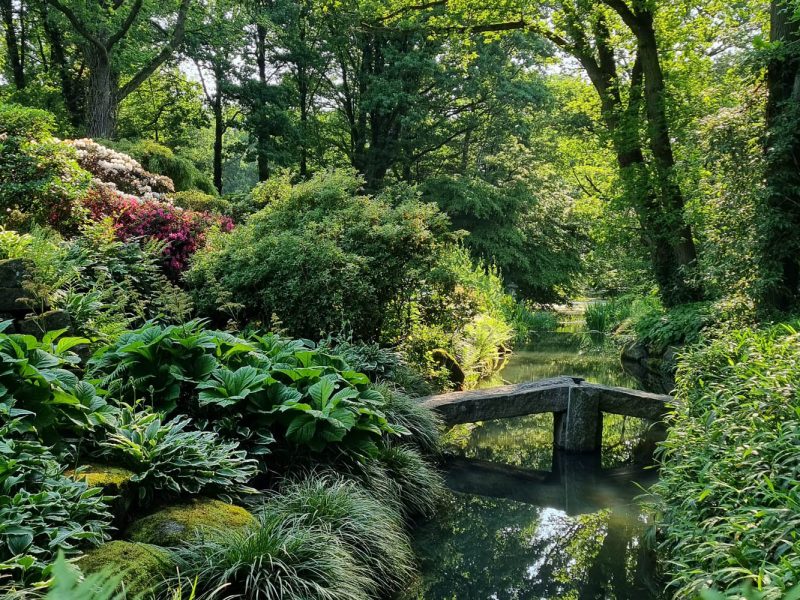 Wasserlauf im Botanischen Garten © Stiftung Bremer Rhododendronpark