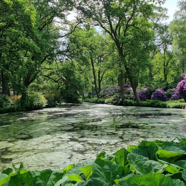 Alter Park © Stiftung Bremer Rhododendronpark
