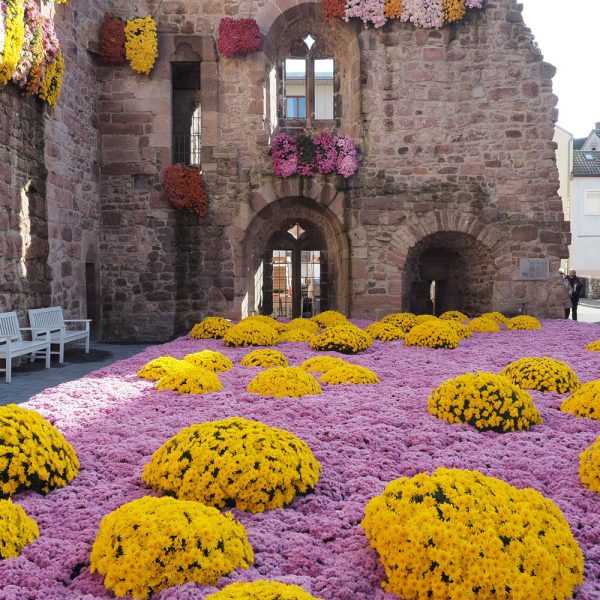 Busreise Chrysanthema in Lahr