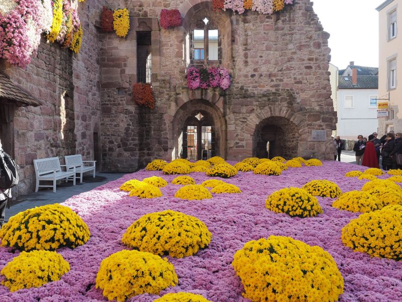 Busreise Chrysanthema in Lahr