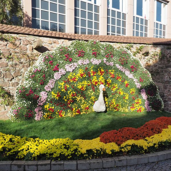 Busreise Chrysanthema in Lahr