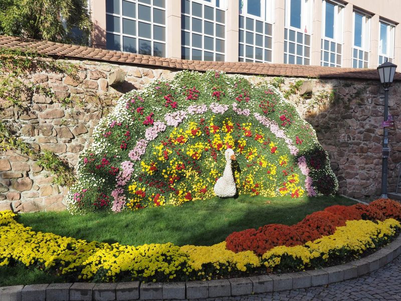 Busreise Chrysanthema in Lahr