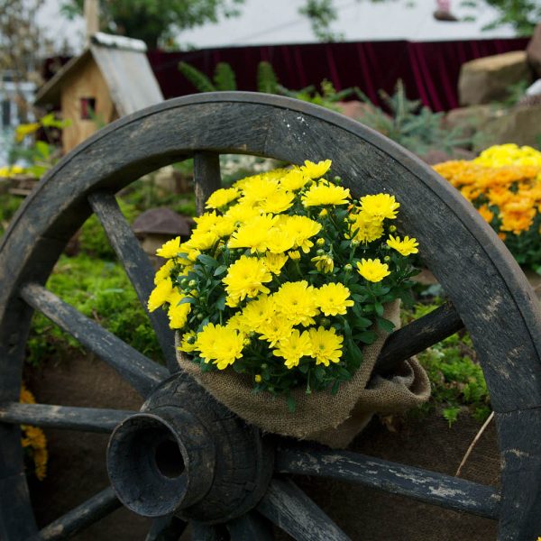 Busreise Chrysanthema in Lahr
