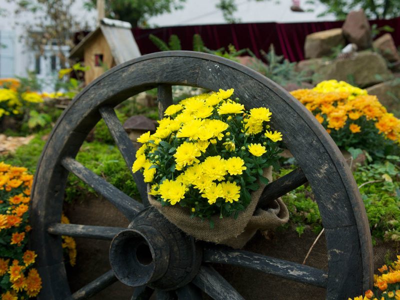 Busreise Chrysanthema in Lahr