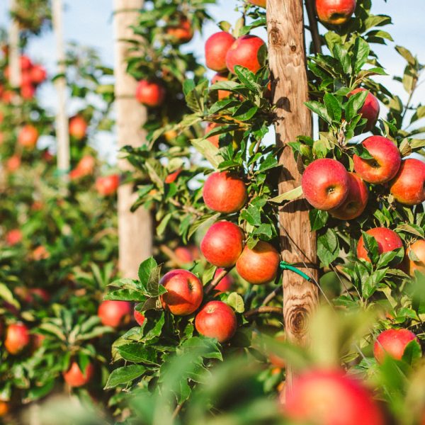 Busreise Wildromantik Lüneburger Heide - Altes Land & Herzapfelhof