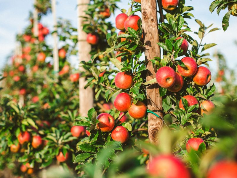 Busreise Wildromantik Lüneburger Heide - Altes Land & Herzapfelhof