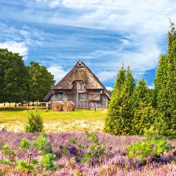 Busreise Wildromantik Lüneburger Heide: Undeloh - Gabriele Rohde - Fotolia