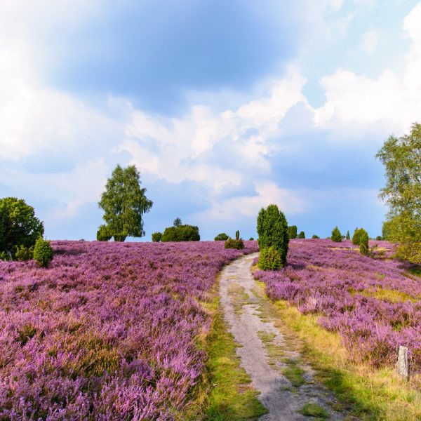 Busreise Wildromantik Lüneburger Heide: Die Romantik der Lüneburger Heide © Visions-AD - Fotolia