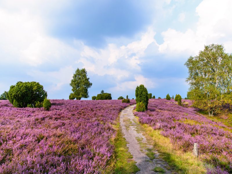 Busreise Wildromantik Lüneburger Heide: Die Romantik der Lüneburger Heide © Visions-AD - Fotolia