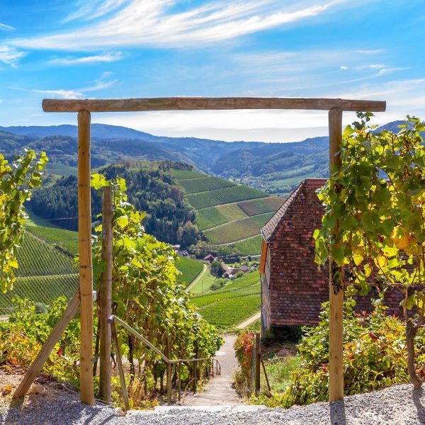 Busreise Singlereise Schwarzwald: Badische Weinstraße