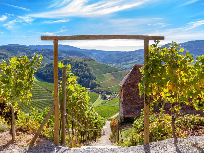 Busreise Singlereise Schwarzwald: Badische Weinstraße