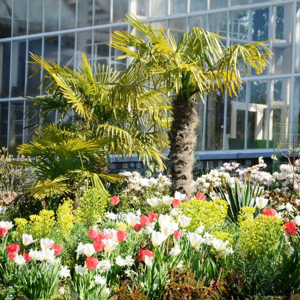 Busreise Brüssler Blumenteppich - Der botanische Garten von Meise
