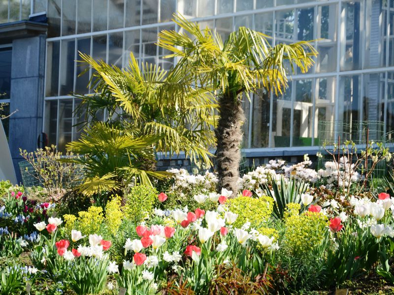 Busreise Brüssler Blumenteppich - Der botanische Garten von Meise