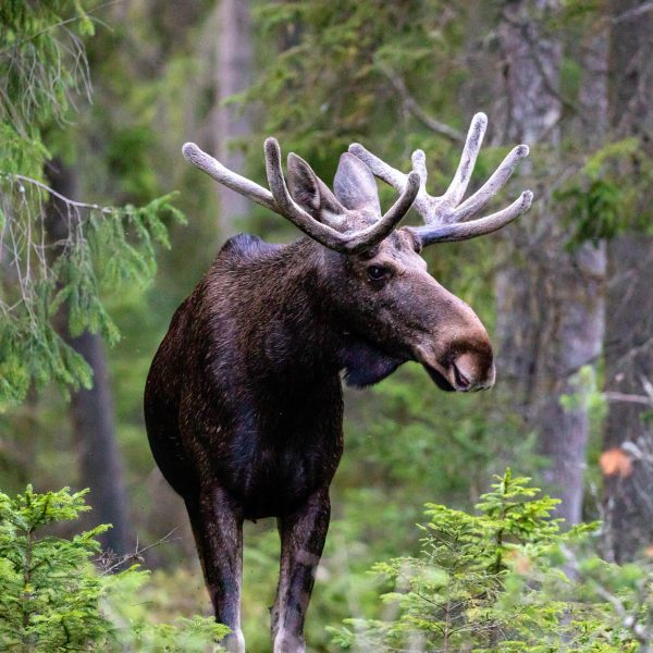 Busreise Kühler Sommer in Schweden - Auf den Spuren von Pippi Langstrumpf: Besuch des Elchparks Grönåsens bei Kosta