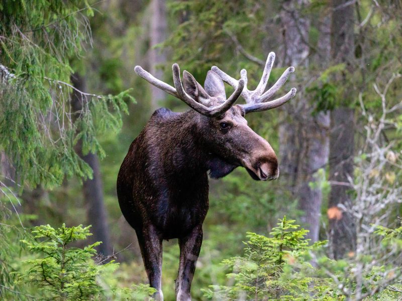 Busreise Kühler Sommer in Schweden - Auf den Spuren von Pippi Langstrumpf: Besuch des Elchparks Grönåsens bei Kosta