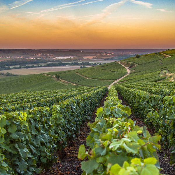Busreise Champagner Pur! - Die Weinberge in der Champagne