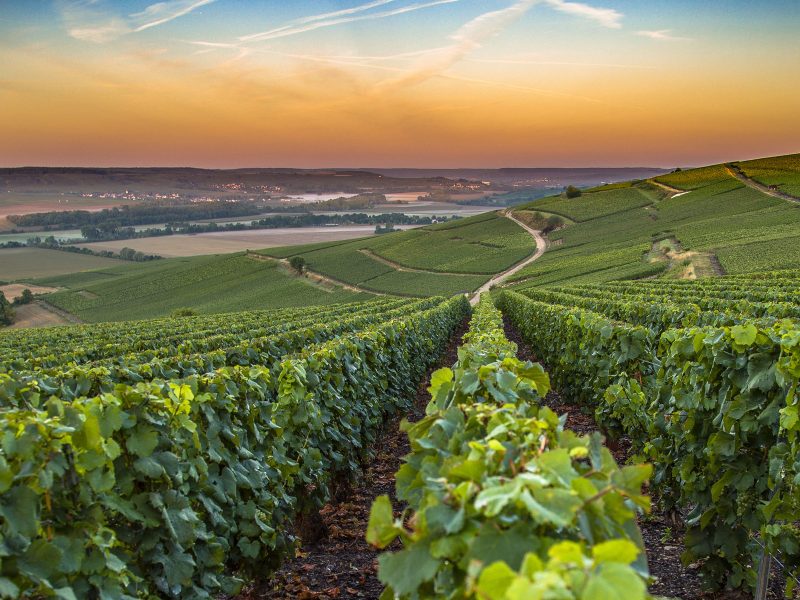 Busreise Champagner Pur! - Die Weinberge in der Champagne