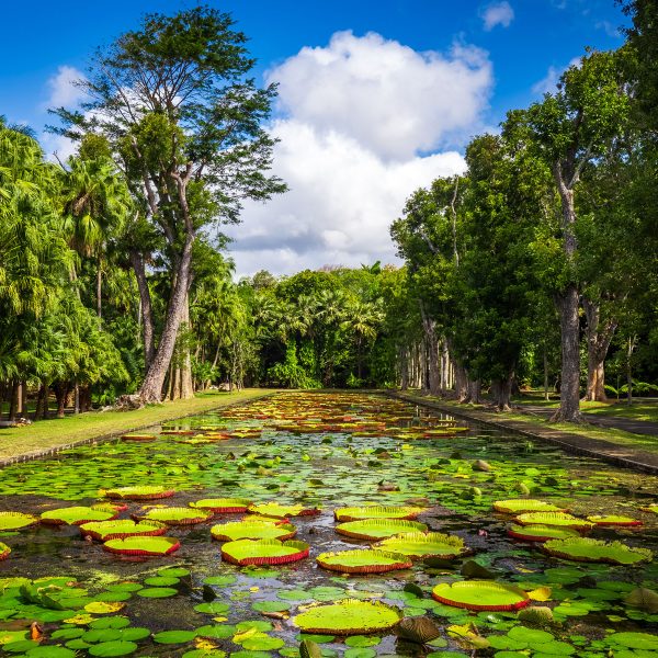 Mauritius - Paradies im Indischen Ozean: Botanischer Garten in Pamplemousses, nahe Port Louis