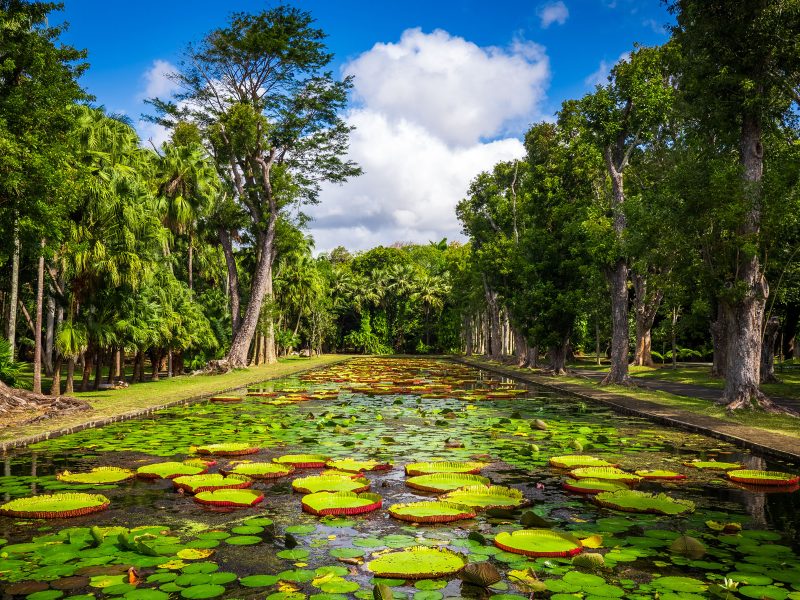 Mauritius - Paradies im Indischen Ozean: Botanischer Garten in Pamplemousses, nahe Port Louis