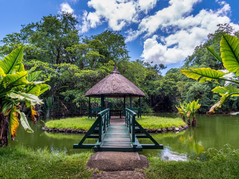 Mauritius - Paradies im Indischen Ozean: Botanischer Garten in Pamplemousses, nahe Port Louis
