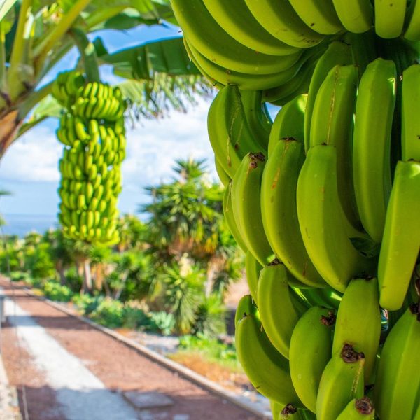 Teneriffa Aktiv: Wanderparadies zwischen Vulkanen und Küsten