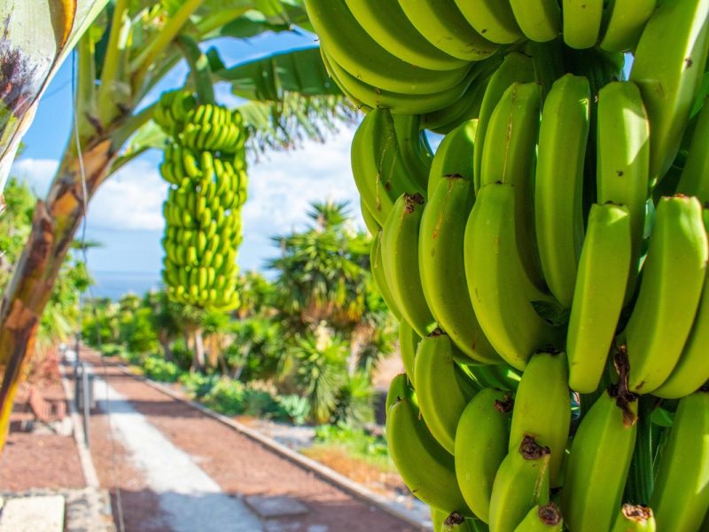 Teneriffa Aktiv: Wanderparadies zwischen Vulkanen und Küsten