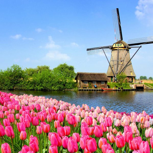 Flusskreuzfahrt Tulpenträume in Holland - Farbenprächtige Tulpenfelder