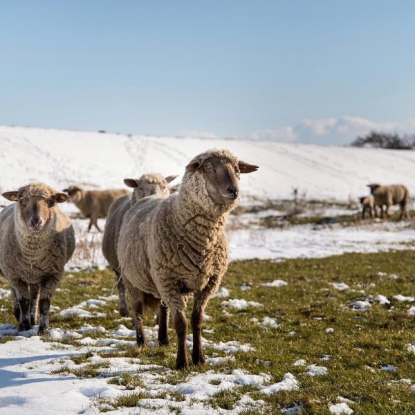 Busreise Friesen-Flair & Weihnachts-Meer! Willkommen in Jever: Ostfriesland