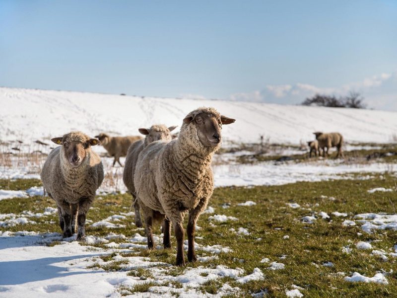 Busreise Friesen-Flair & Weihnachts-Meer! Willkommen in Jever: Ostfriesland